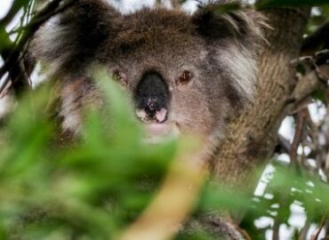 Uczelnie Vistula dla Australii